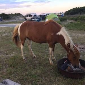 Meet your Posher, Sherry jo