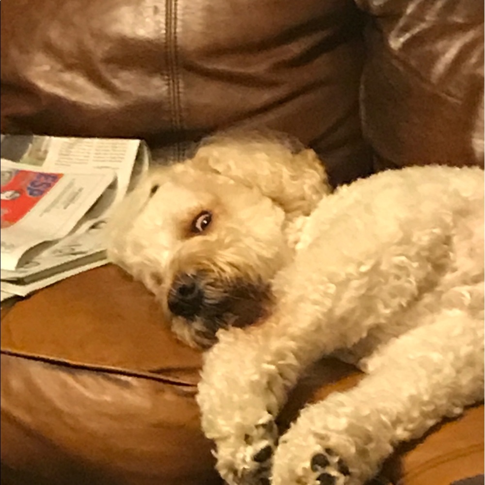 Meet your Posher, Angelica