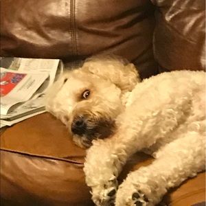 Meet your Posher, Angelica