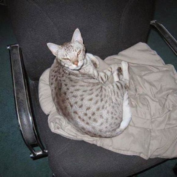 Meet your Posher, Lisa - Picture 1 of 1