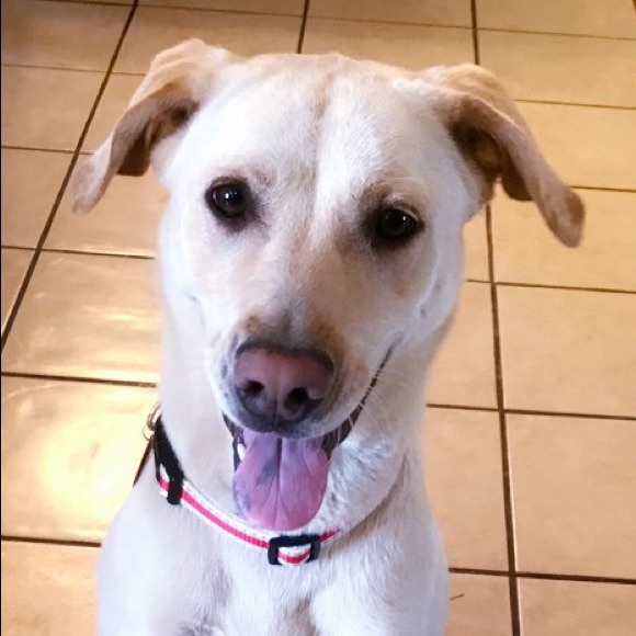 Meet your Posher, Cindy - Picture 2 of 2