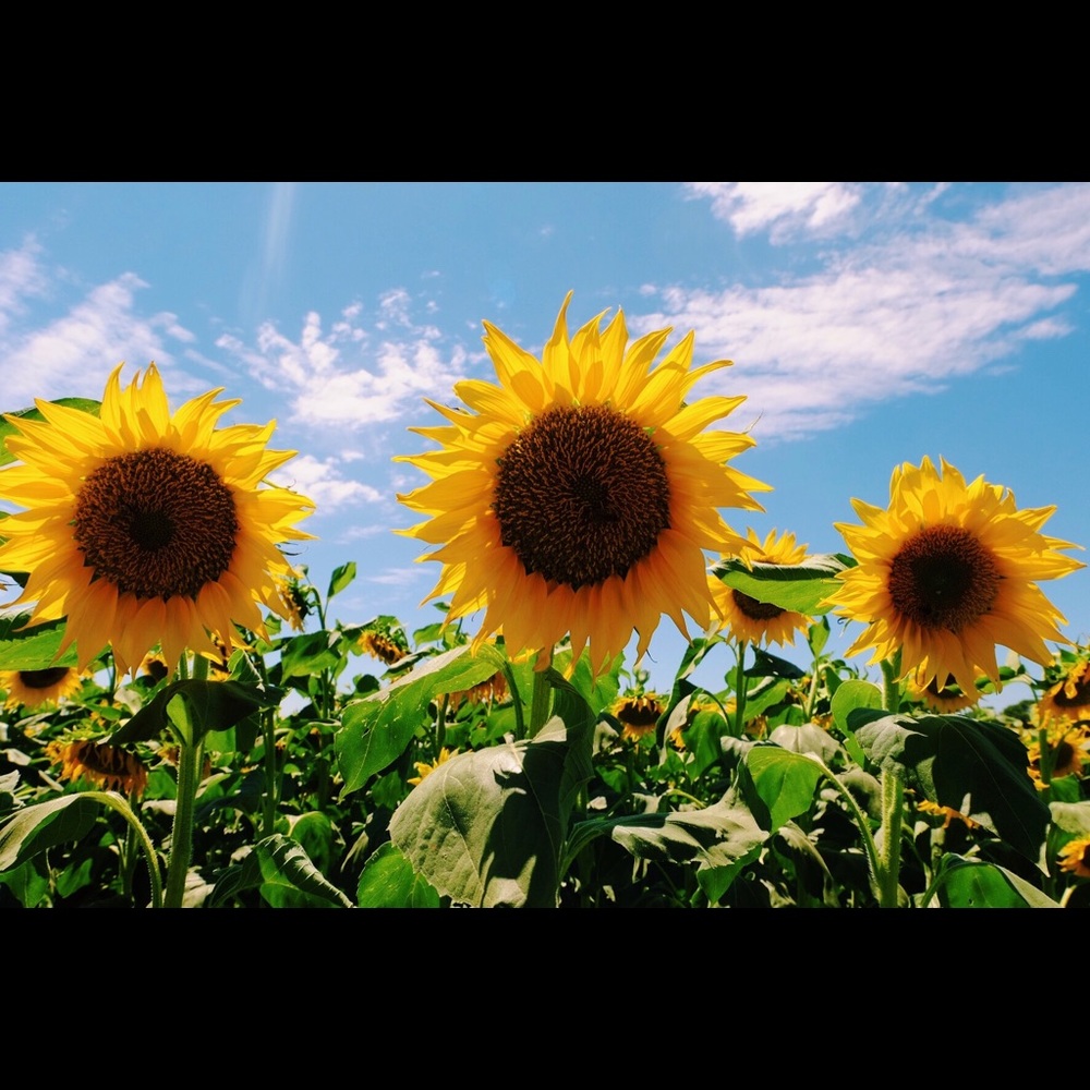 Meet your Posher, Jewon