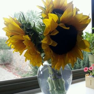 Meet your Posher, Janelle