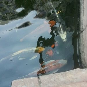 Meet your Posher, Ofelia