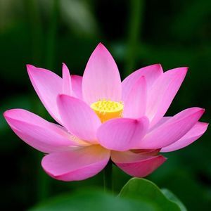 Meet your Posher, My duyen