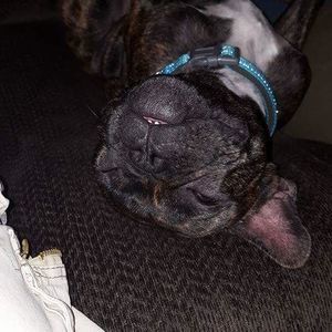 Meet your Posher, Giunta