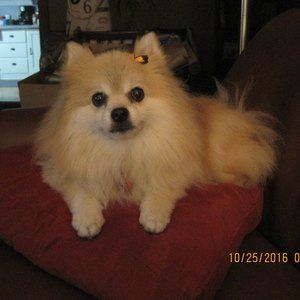 Meet your Posher, Donna