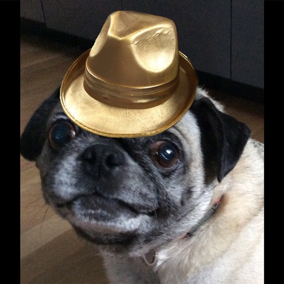 Meet your Posher, Ronin - Picture 1 of 1