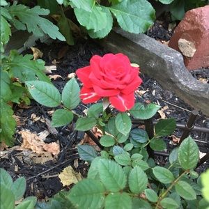 Meet your Posher, Janine