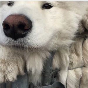 Meet your Posher, Ali