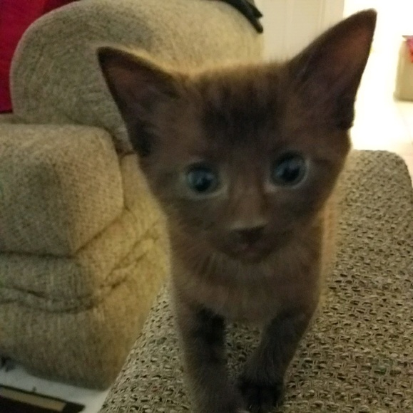 Meet your Posher, Stacy - Picture 1 of 1