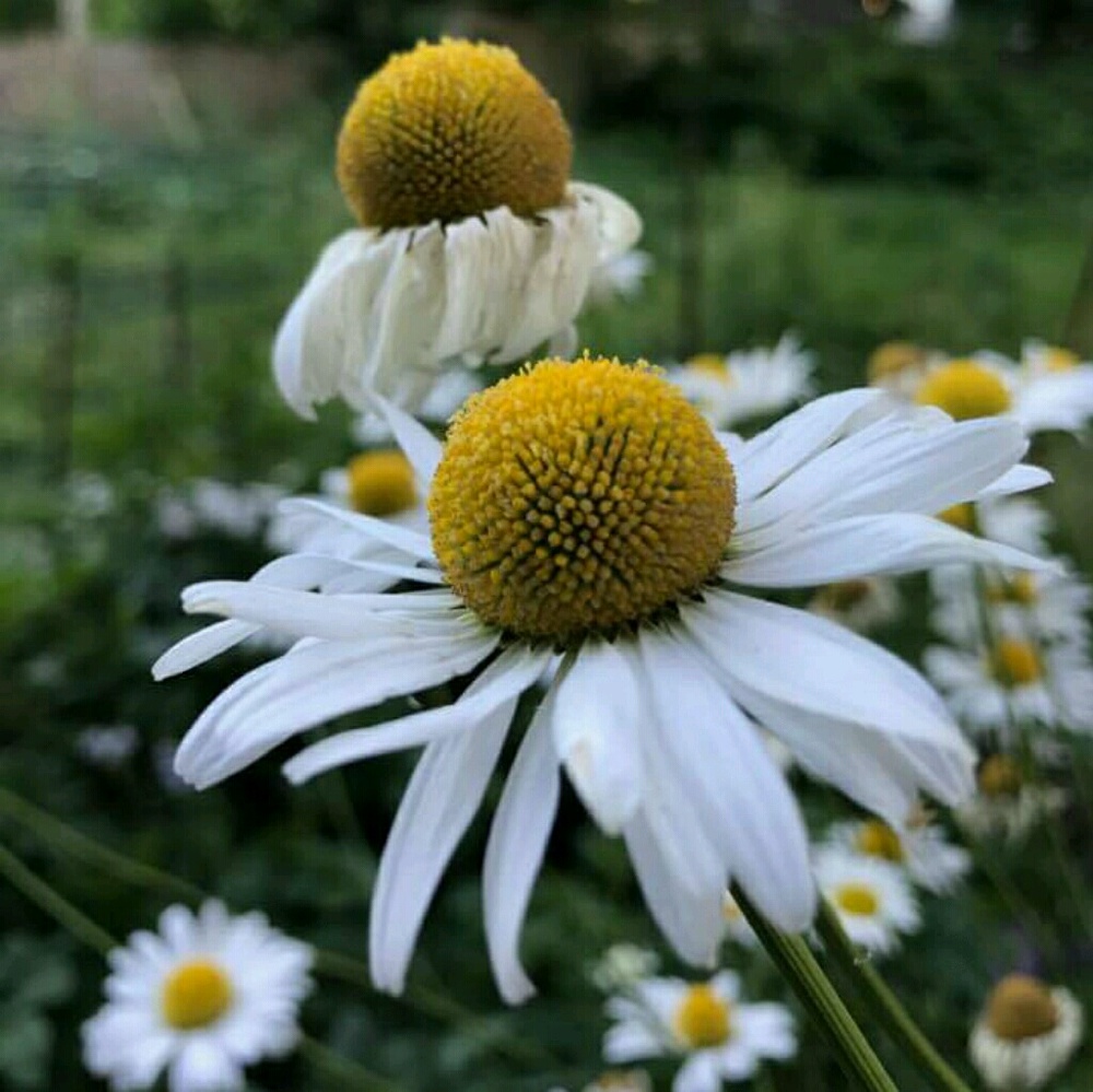 Meet your Posher, Brindelin