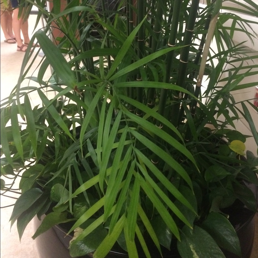 Meet your Posher, Kojo