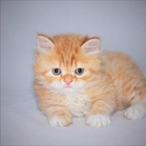 Meet your Posher, Chi