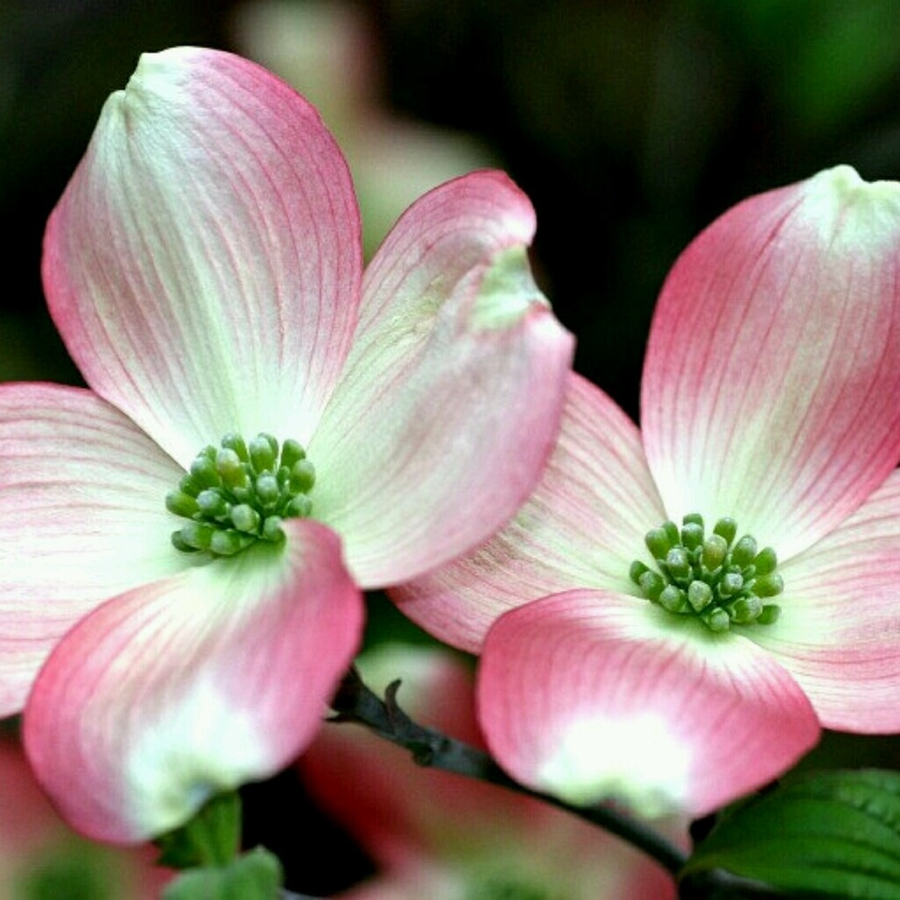 Meet your Posher, Maureen