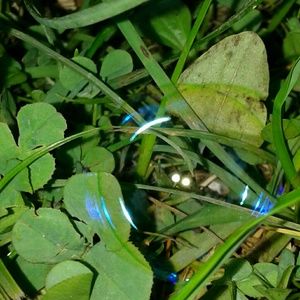 Meet your Posher, Cody