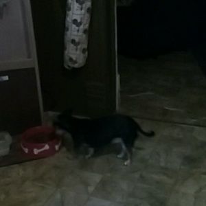 Meet your Posher, Dana