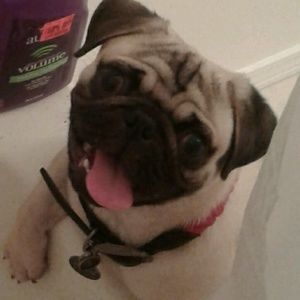 Meet your Posher, Derkin