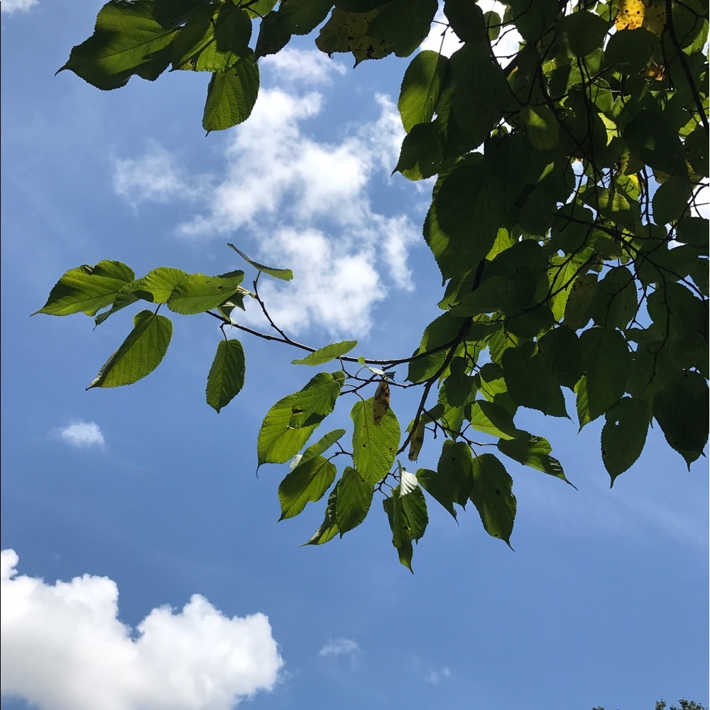 Meet your Posher, Elise