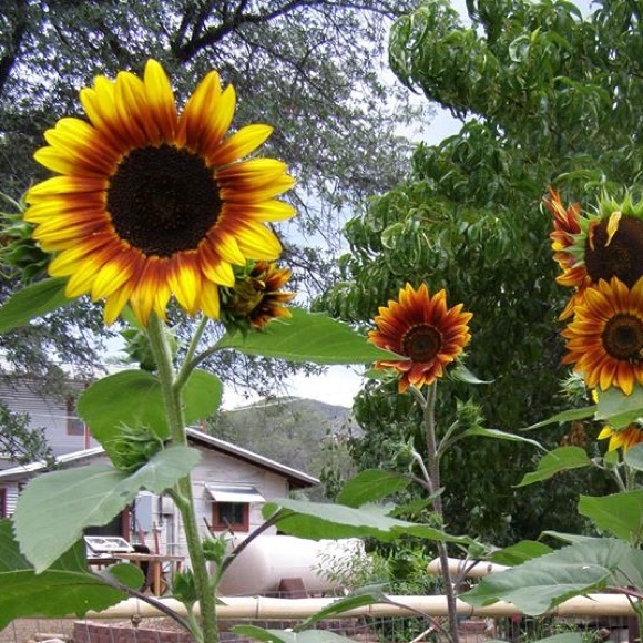 Meet your Posher, Ranea - Picture 2 of 4