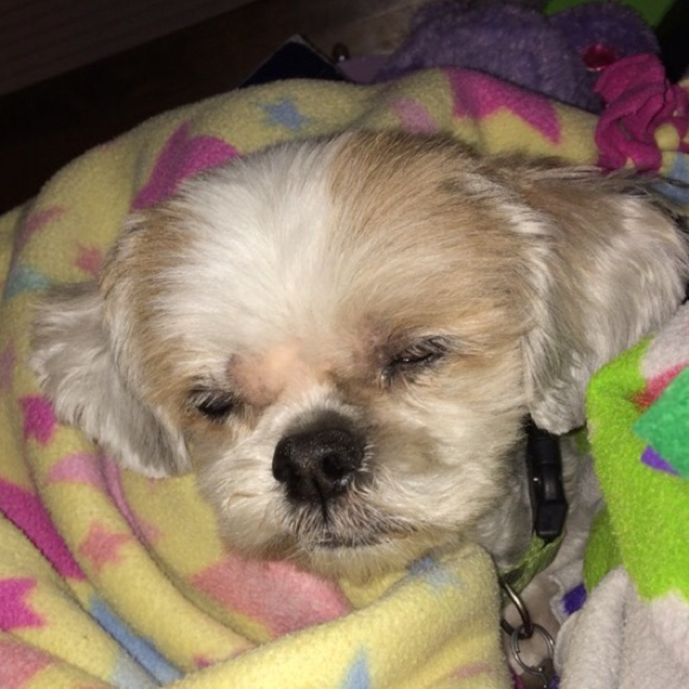 Meet your Posher, Kylie