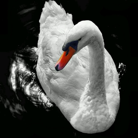 Meet your Posher, Ismael - Picture 1 of 1