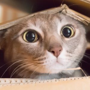 Meet your Posher, Rina