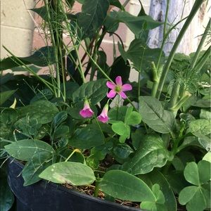 Meet your Posher, Que