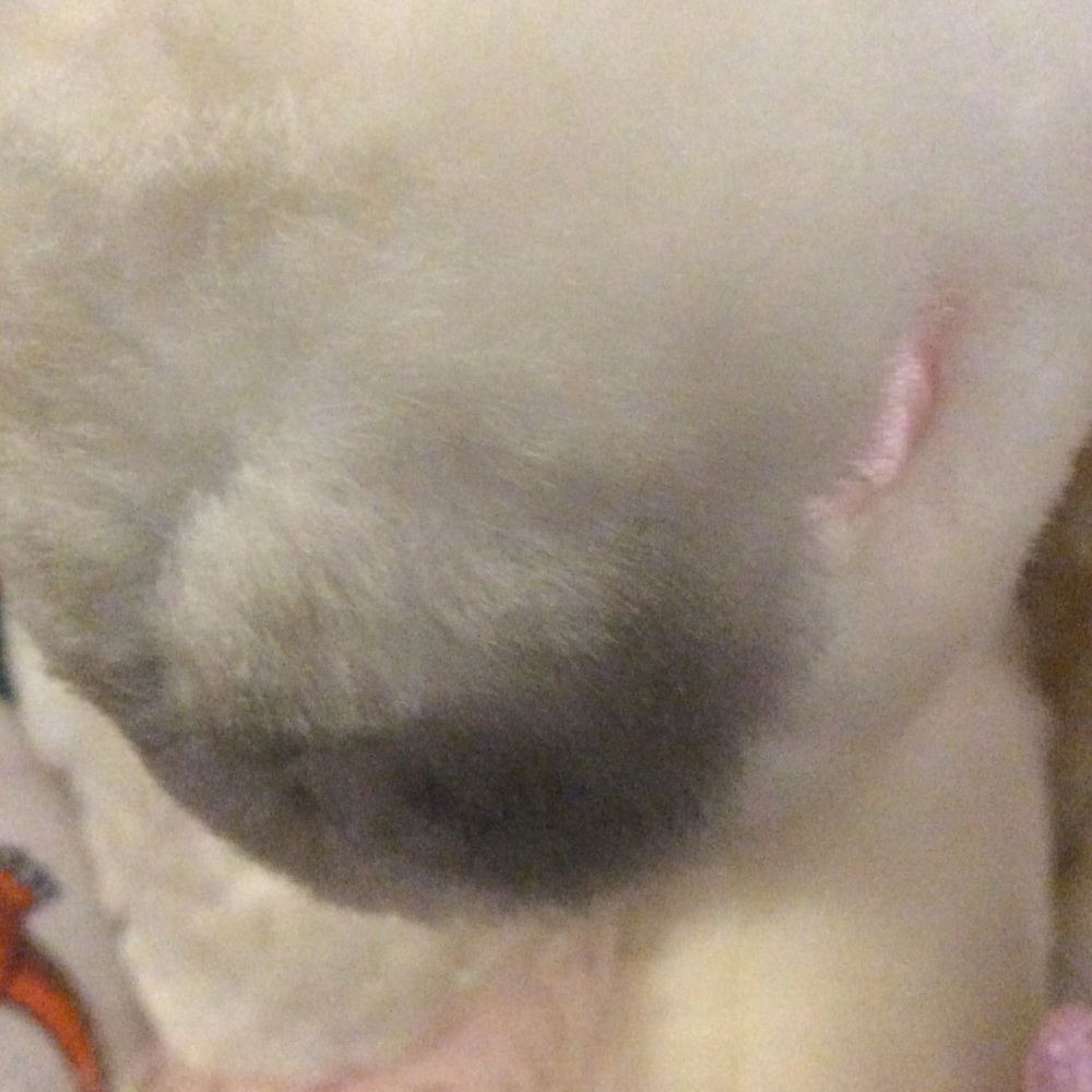 Build a bear unicorn - Picture 2 of 2