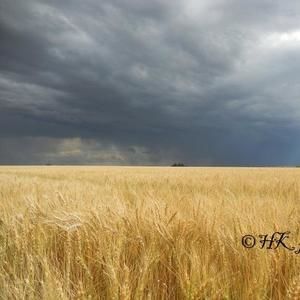 Meet your Posher, Heidi