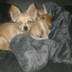 Meet your Posher, Sasha