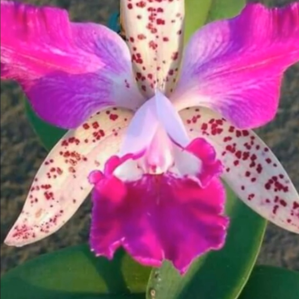 Meet your Posher, Luisa