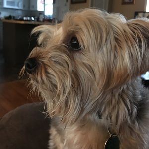 Meet your Posher, Roxi