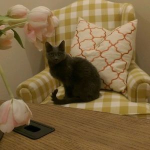 Meet your Posher, Crystal