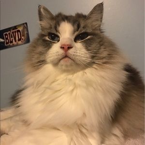 Meet your Posher, Abigail