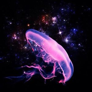 Meet your Posher, Ali