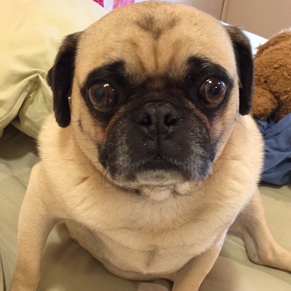 Meet your Posher, Mason - Picture 2 of 2