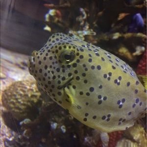 Meet your Posher, Ava