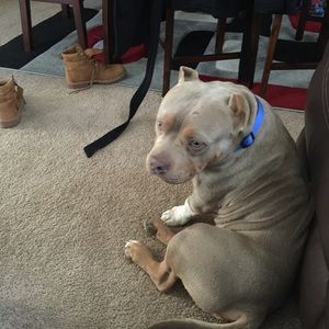 Meet your Posher, Julius