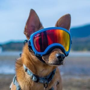 Meet your Posher, Aye