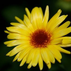 Meet your Posher, Dithi