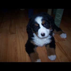 Meet your Posher, Mark