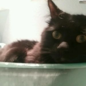 Meet your Posher, Isabella