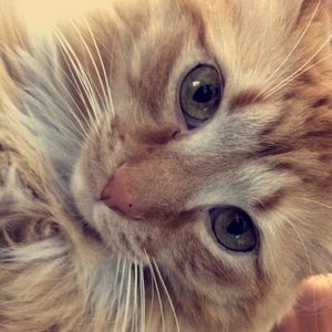 Meet your Posher, Kate