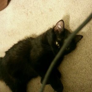 Meet your Posher, Monet