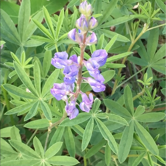 Meet your Posher, Gretchen - Picture 1 of 1