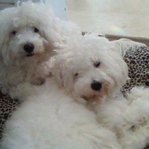 Meet your Posher, Violet