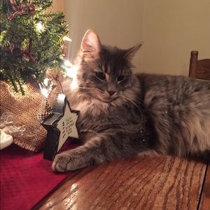 Meet your Posher, Amy