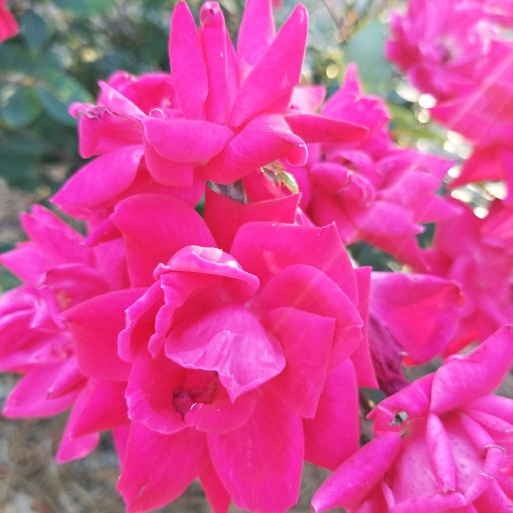 Meet your Posher, Jasmine