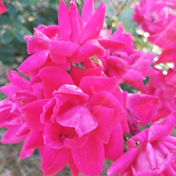 Meet your Posher, Jasmine - Picture 1 of 1